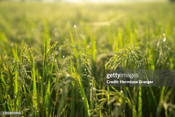 rice plants rice field background - rice plant close up stock pictures, royalty-free photos & images
