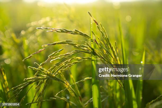 Hanging Rice Photos and Premium High Res Pictures - Getty Images