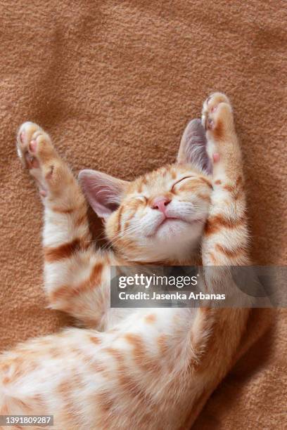 ginger kitten - ginger cat stock pictures, royalty-free photos & images