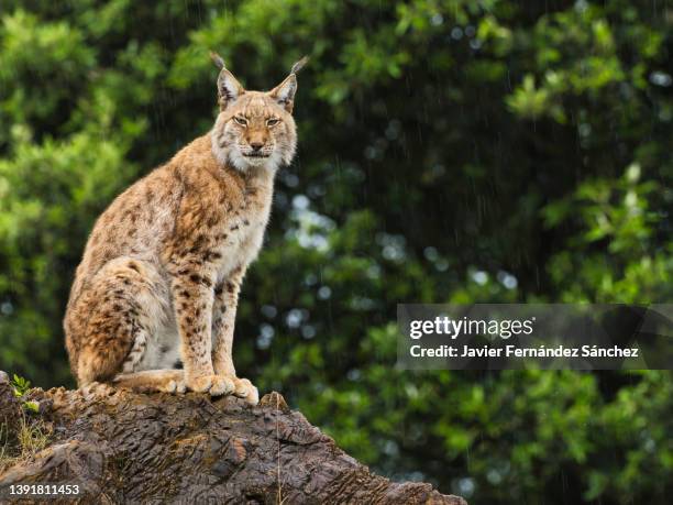 a close-up of the full body of a female eurasian lynx sitting on a rock, and looking towards the camera while the rain falls. lynx lynx. - lince eurasiático fotografías e imágenes de stock