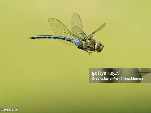 a close up of a male emperor dragonfly flying. anax imperator. - libellula foto e immagini stock