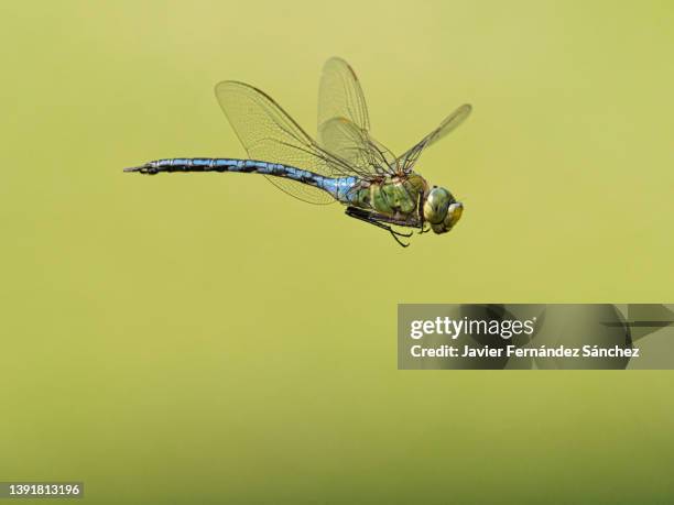 a close up of a male emperor dragonfly flying. anax imperator. - dragon fly stock pictures, royalty-free photos & images