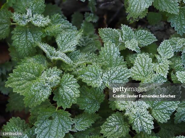 a close-up from above of the leaves of the greater stinging nettle with frost. urtica dioica. - nettle stock-fotos und bilder