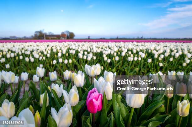single pink tulip in a field of white tulips - lisse stock pictures, royalty-free photos & images