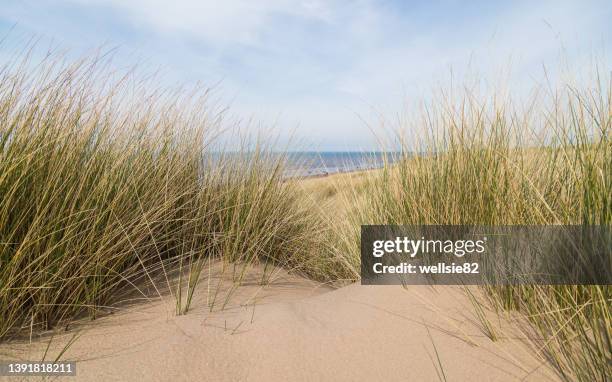 sand dunes over formby beach - marram grass stock pictures, royalty-free photos & images