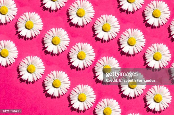 seamless pattern of white daisies on pink background. copy space on image. - buskmargerit bildbanksfoton och bilder