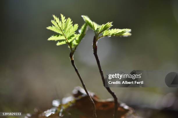 baum-schössling - jong boompje stockfoto's en -beelden