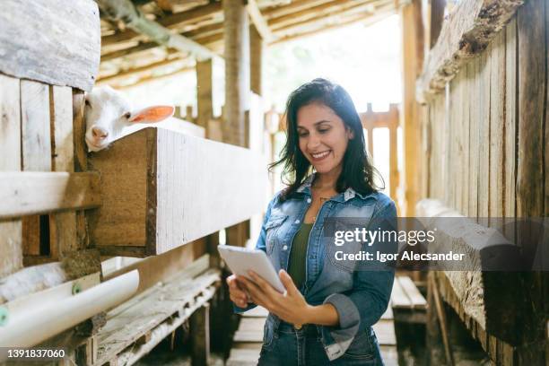female farmer using tablet in goat pen - goat pen stock pictures, royalty-free photos & images