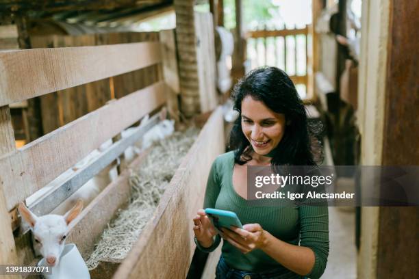 female farmer using smartphone in goat pen - goat pen stock pictures, royalty-free photos & images