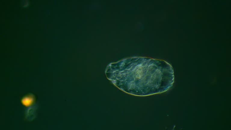 Animal Cells Under Microscope Videos and HD Footage - Getty Images