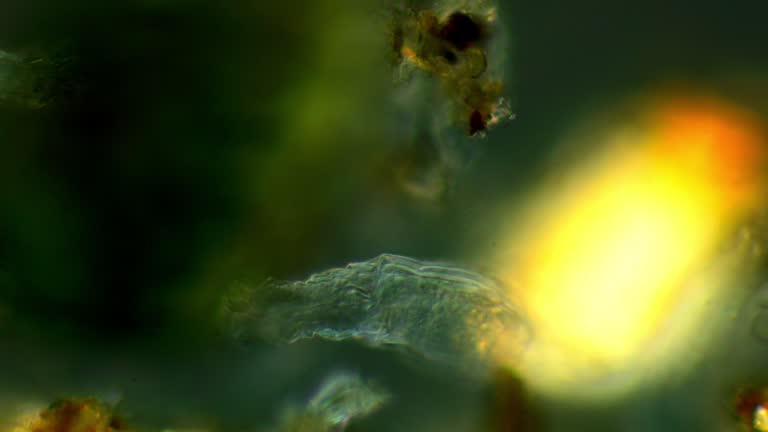 Animal Cells Under Microscope Videos and HD Footage - Getty Images