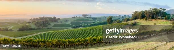 hunter valley vineyards panorama - wineyard stockfoto's en -beelden