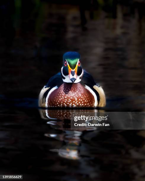 wood duck - animal call stock pictures, royalty-free photos & images