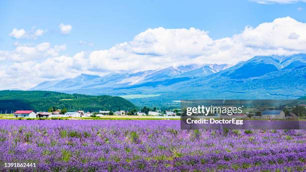 scenic landscape of lavender field in summer at lavender east farm, one of most famous tourist destination , nakafurano, hokkaido, japan - hokkaido - fotografias e filmes do acervo