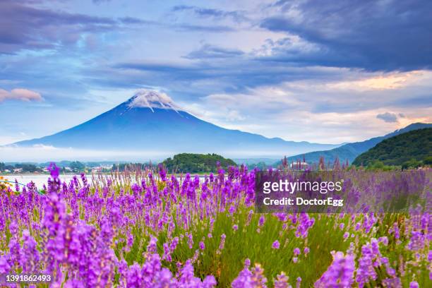 lavender field and fuji mountain background in summer at oishi park, kawwaguchiko lake, japan - fujikawaguchiko stock pictures, royalty-free photos & images