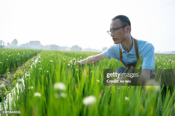 leek farm to observe the growth - onion field stock pictures, royalty-free photos & images