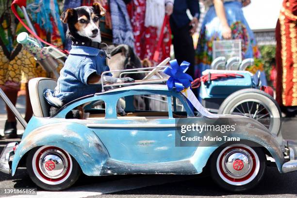 Dog 'Homer' stands on a mini Volkswagen Beetle during the annual Blessing of the Animals ceremony, presided over by Archbishop Jose H. Gomez, on...