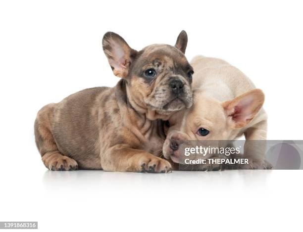 french bulldog girl 8 weeks puppies - fransk bulldogg bildbanksfoton och bilder