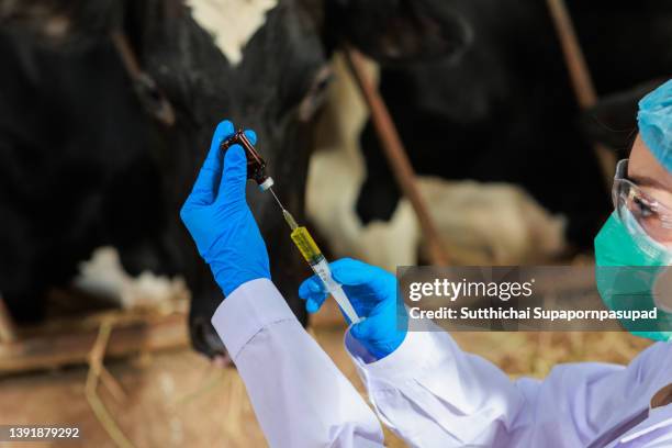 asian female veterinarian prepare vaccine for cow livestock in the farm. - vaccination barn asian stock pictures, royalty-free photos & images