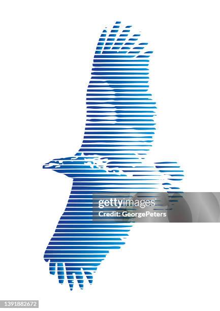 multiple exposure of flying hawk and clouds - red shouldered hawk stock illustrations