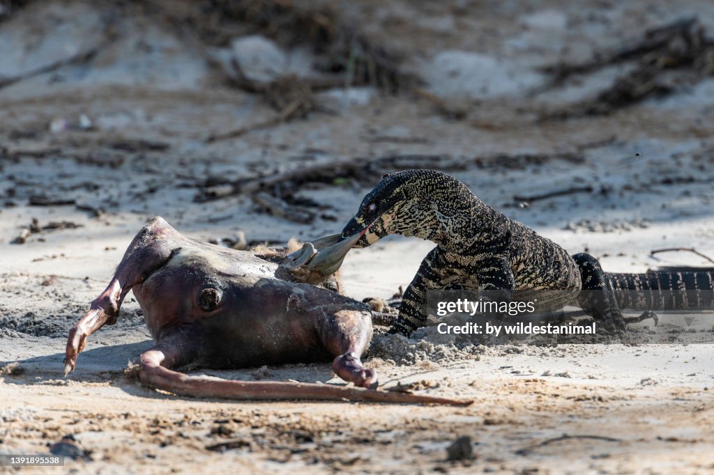 Tree dwelling lace monitor lizard disemboweling a kangaroo carcass.