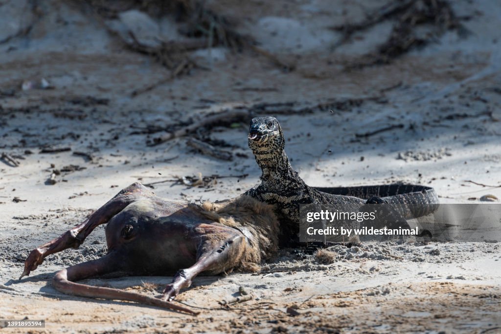 Tree dwelling lace monitor lizard feeding on a kangaroo carcass.