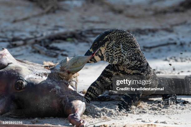tree dwelling lace monitor lizard disemboweling a kangaroo carcass. - lace monitor stock-fotos und bilder