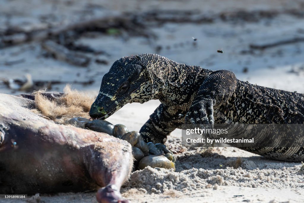 Tree dwelling lace monitor lizard feeding on a kangaroo carcass.