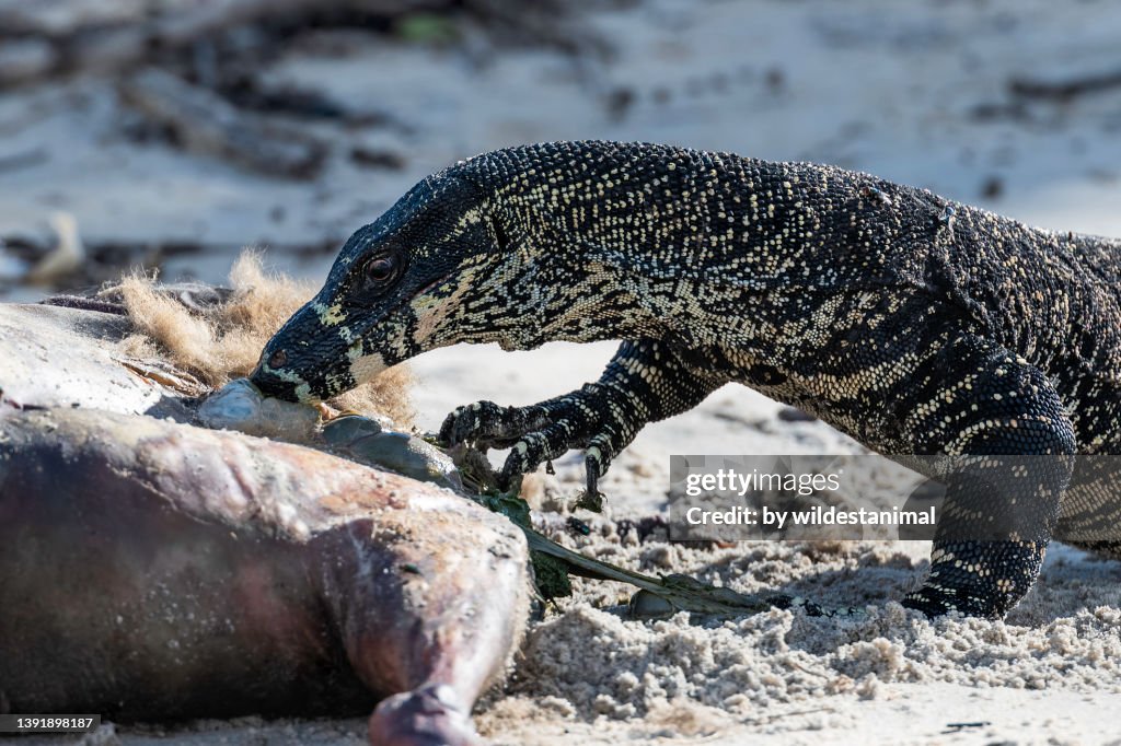 Tree dwelling lace monitor lizard feeding on a kangaroo carcass.