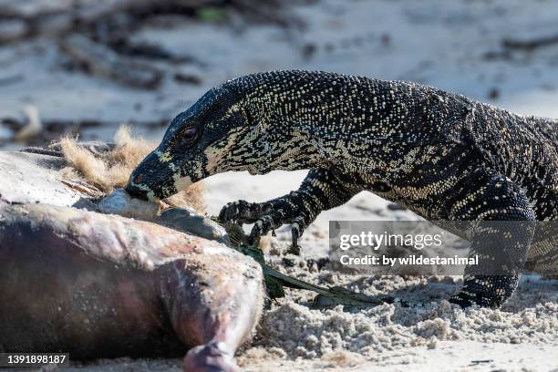Tree Dwelling Lace Monitor Lizard Feeding On A Kangaroo Carcass High-Res Stock Photo