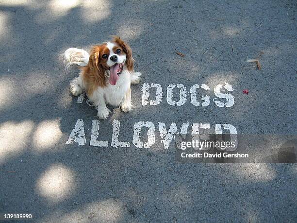 cavalier king charles spaniel - cavalier king charles spaniel stock pictures, royalty-free photos & images