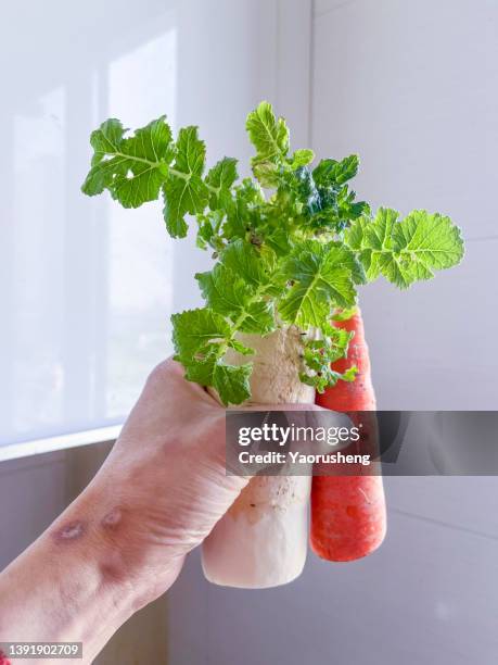 hand holding carrots and white radish - ripe stock-fotos und bilder