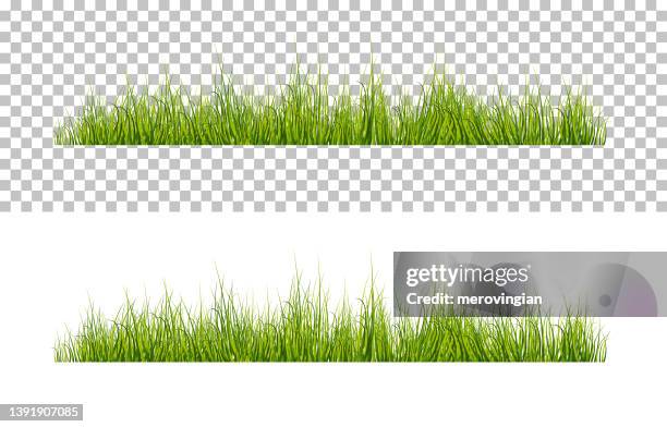 ilustraciones, imágenes clip art, dibujos animados e iconos de stock de vector verde brillante hierba realista aislada sobre fondo transparente - grass area