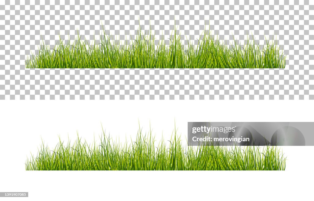 Vector bright green realistic grass isolated on transparent background