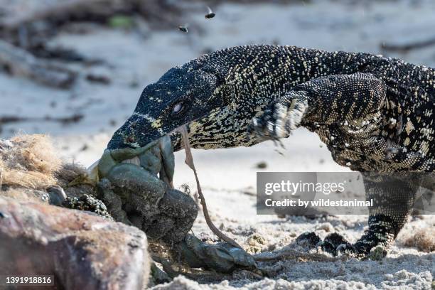 tree dwelling lace monitor lizard disemboweling a kangaroo carcass. - lace monitor stock-fotos und bilder