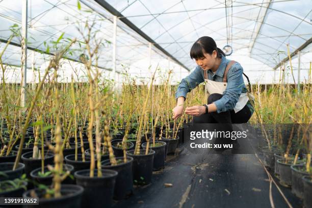 female worker is trimming bamboo bonsai - bamboo plant stockfoto's en -beelden