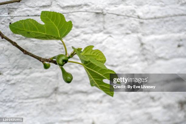 fig tree - vijgenboom stockfoto's en -beelden