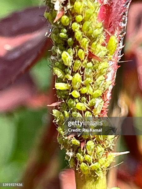 aphids greenflies (hermiptera) in close up on rose - aphid stock-fotos und bilder