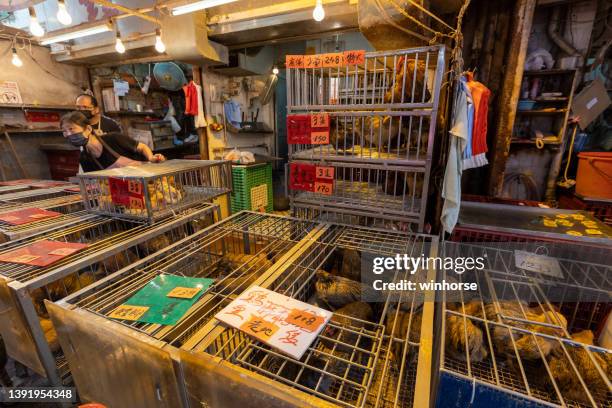 lebende hühner zum verkauf in mong kok, kowloon, hongkong - cage homes hong kong stock-fotos und bilder
