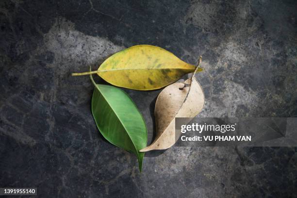 life cycle of a jackfruit tree leaf - lifecycle stock-fotos und bilder