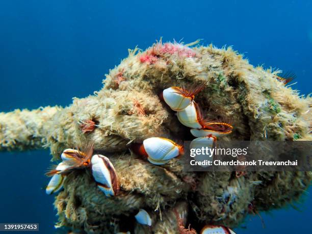 Barnacle Rope Underwater Barnacle Photos and Premium High Res Pictures - Getty Images
