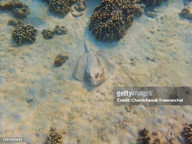 stingray on the sand surface at the coral reefs - dasiatide foto e immagini stock
