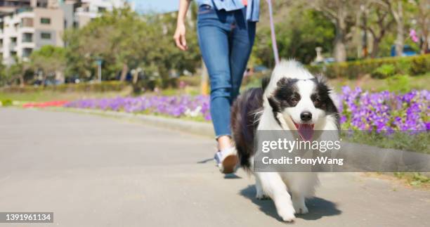 woman walking and touching dog - dog walking stock pictures, royalty-free photos & images