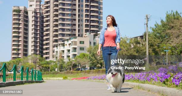 woman walking with dog - lead stock pictures, royalty-free photos & images