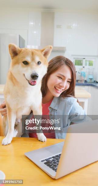 girl with dog use laptop - shiba inu adult stock pictures, royalty-free photos & images