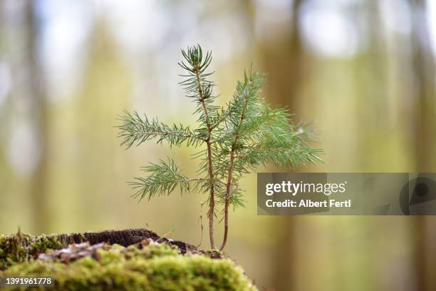 fichten-schössling im wald - spruce 個照片及圖片檔