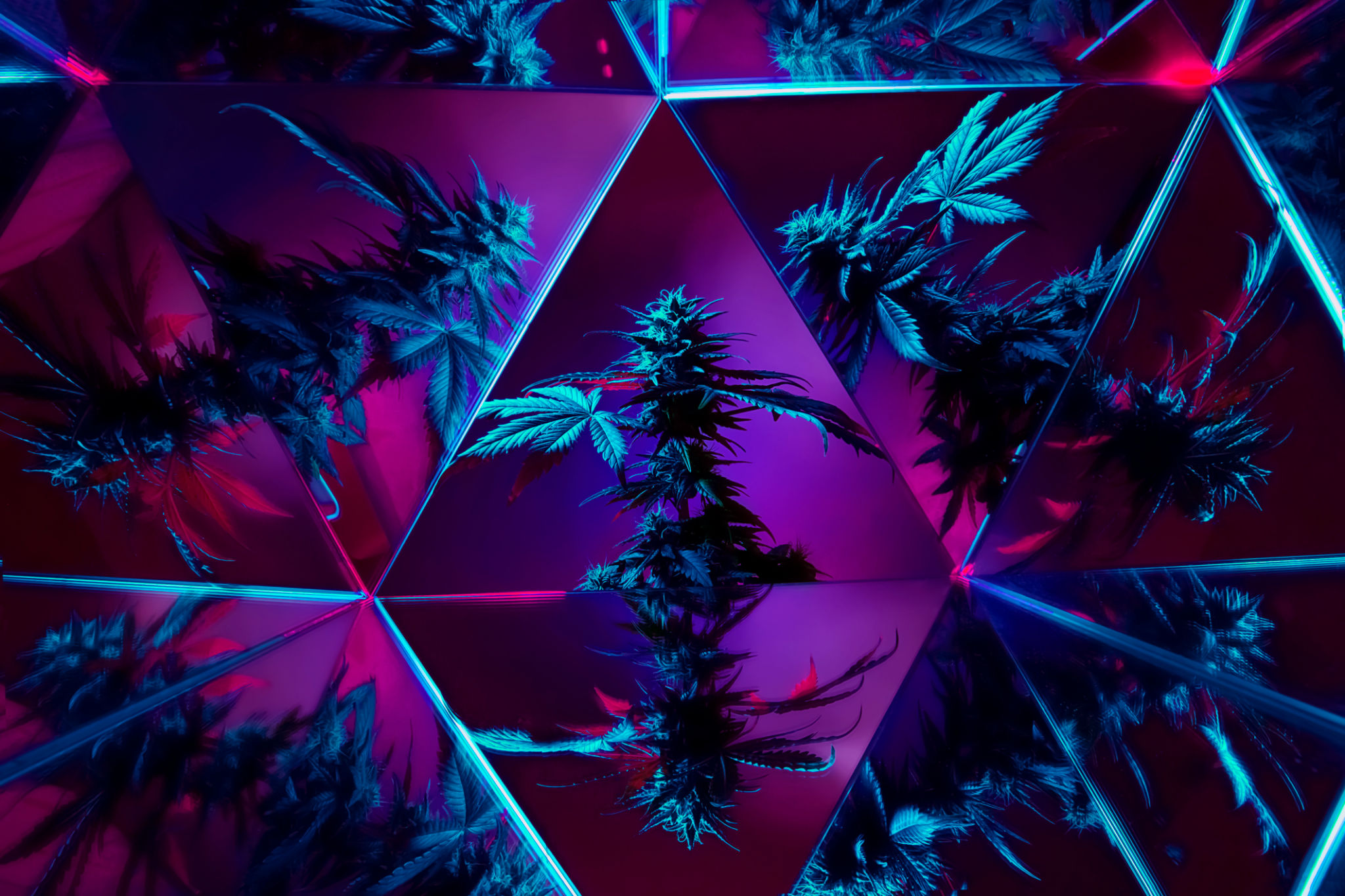 premium cannabis