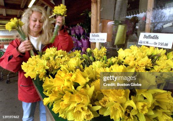 Boxboro Darlene Boucher Paquette of Boxboro picking out daffodils at... News ...
