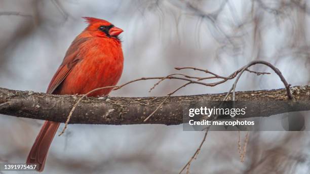 cardinal bird male spring, cardenal rojo, cardinalis cardinalis), male red cardinal in spring. - tajga bildbanksfoton och bilder