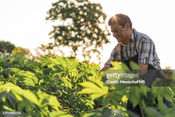 farmer taking care of cassava plantation - tapioca stock pictures, royalty-free photos & images